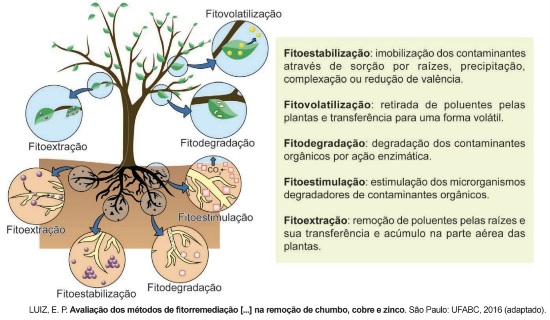 Enem 2024 questão professor Leonardo Miranda química mercúrio